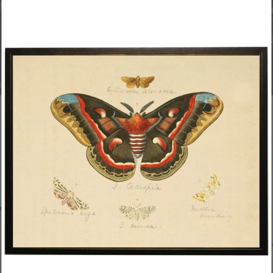Horizontal Moth Bookplate